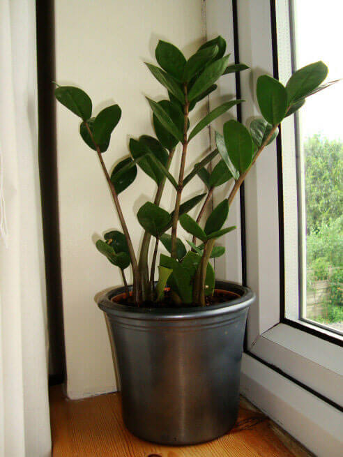 As well as being easy to keep alive the ZZ Plant shown here is not fazed by less bright homes