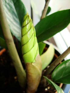 Zz Plant Zamioculcas Zamiifolia A Step By Step Guide Our House Plants