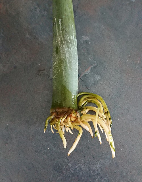 propagating a ZZ plant stem with no roots