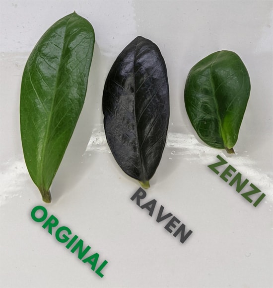 Three leaves from different ZZ Plant varieties