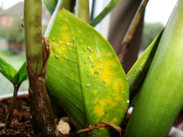 A ZZ Plant under attach by sap sucking Aphids