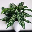 Aglaonema