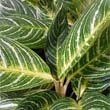Aglaonema 'Key Lime' (Chinese Evergreen)
