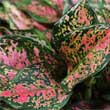 Aglaonema 'Red Ruby' (Chinese Evergreen) by David Clode