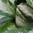 Aglaonema 'Diamond Bay' (Chinese Evergreen)