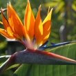 Bird of Paradise orange flower - Strelitzia Reginae