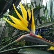 Bird of Paradise yellow flower - S.reginae 'Mandela’s Gold' - photo by Martin Addison