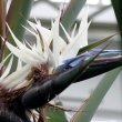 Bird of Paradise white flower - Strelitzia Nicolai