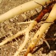 Photo showing the thick tap roots of the Strelitzia