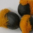 Bird of Paradise seeds with a tuff of orange hair