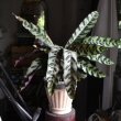 A rescued Calathea lancifolia photo by Leroy