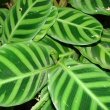 Photo showing the Calathea Zebrina leaves taken by Forest and Kim Starr