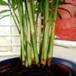 Mutiple stems are normal as there are often several plants in the same pot