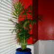 The Parlour Palm will take low light and low humdity levels