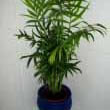 Parlour Palm's are often used by interior designers