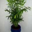 Chamaedorea elegans Chamaedorea elegans