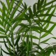 The green fronds of Chamaedorea elegans or the Parlour Palm