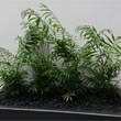 A collection of Parlor Palm plants being grown in a shopping mall in a large tall pot