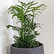 Plant growing in a concrete Planter