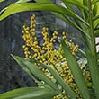 The flowers of a Parlor Palm