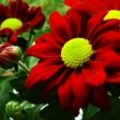 Photo of a Red flowering Chrysanthemum or Pot Mum