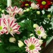 Two flowering Pot Mum's growing in a window