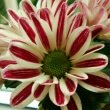 Candy Stripe flowers of a Pot Mum