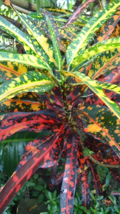  Croton  Joseph s Coat Codiaeum variegatum Guide Our 