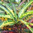 This plant has a mix of Green, yellow and red Croton leaves by Obsidian Soul