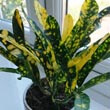 Croton with vivid yellow and contrasting green leaves
