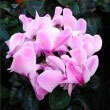 Light pink blooms of a Cyclamen persicum