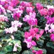 Cyclamens plants come in many shapes and colours and many can be kept as houseplants