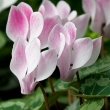 This Cyclamen photo by JJ Harrison has white with pink hue blooms