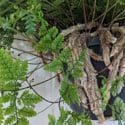 The leaves and rhizomes are the selling points for these plants