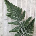 Photo showing the lacy green foliage