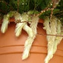 Really furry rhizomes on this one for sale at Walmart, Kahului - Photo by Forest Starr and Kim Starr