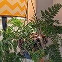 They need good light levels to thrive. Even LED light like this will work