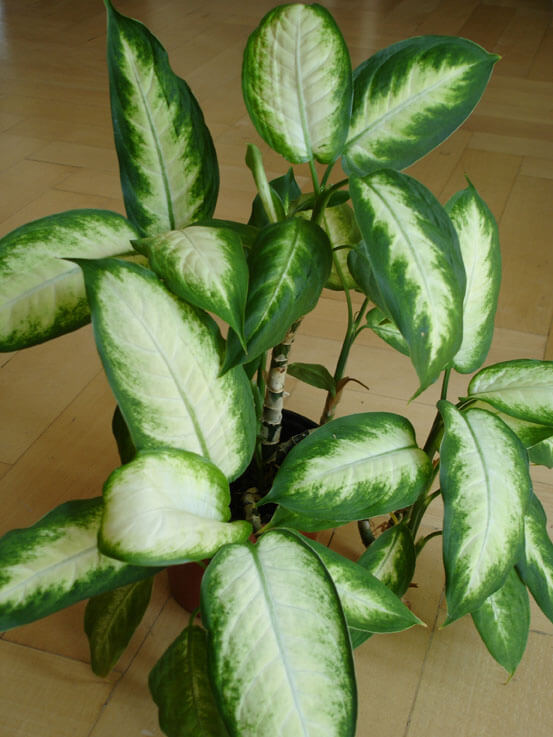 Dieffenbachia (Dumb Cane / Leopard Lily) Guide | Our House ...