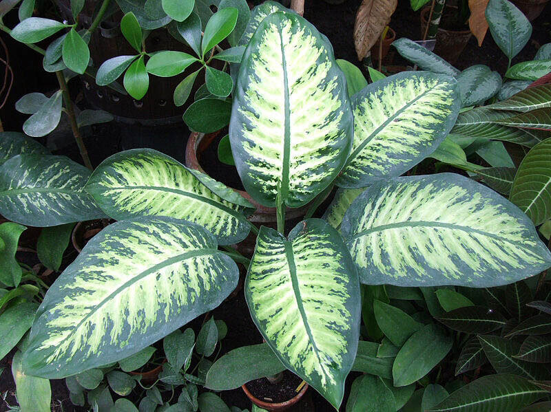 iDieffenbachiai Dumb Cane Leopard Lily Guide Our House 