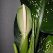 Dieffenbachia flower - photo by Цимбалистый Дмитрий Петрович