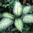 Dieffenbachia