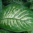 Dieffenbachia seguine - by Forest & Kim Starr