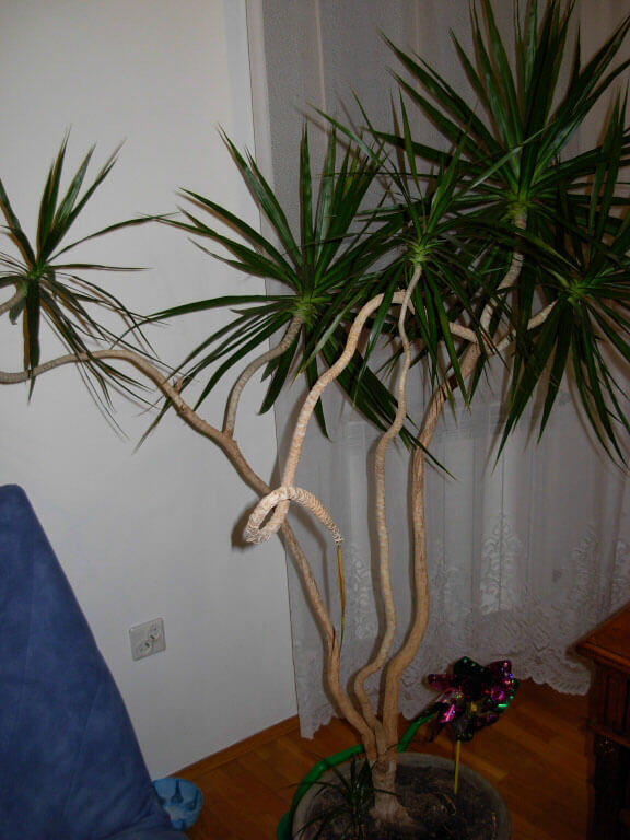 Dracaena Marginata (Madagascar Dragon Tree) Guide | Our House Plants