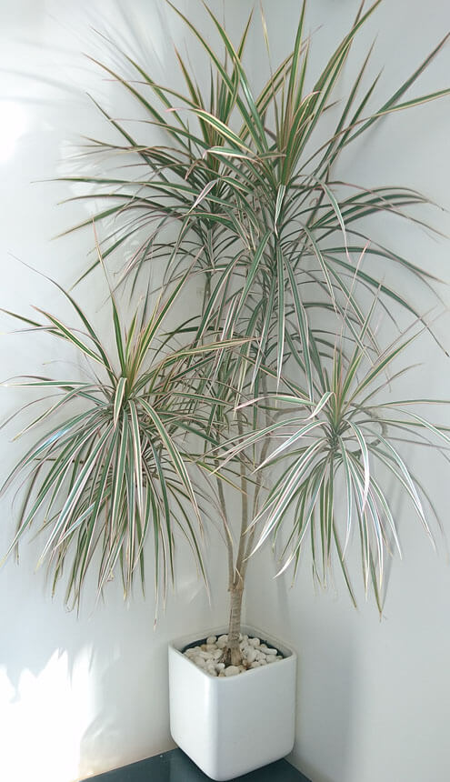 Dracaena Marginata (Madagascar Dragon Tree) Guide | Our House Plants