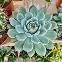 Echeveria colorata