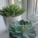 E. agavoide 'Miranda' and E. lilacina