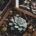 Echeveria runyonii photo taken by Spencer Gu