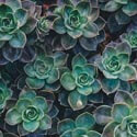 Echeveria photo taken by Annie Spratt