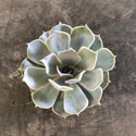 Echeveria mucronata