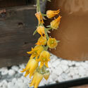 Echeveria with yellow flowers